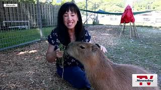 Capybaras have arrived at the Long Island Game Farm