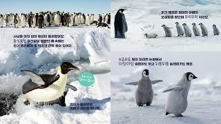 B11 황제펭귄은 남극의 겨울이 좋아