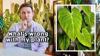 SPG PLANT CLINIC - free plant advice for my subscribers #2