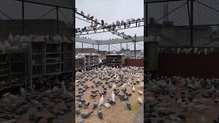 ludhiana #ludhiana #birds #kabutar #lovevlogs #vlog #love #animals #shorts