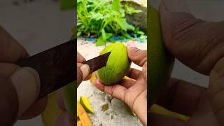 Grin top Quality mango catting #mango #mangofruit #fruit #fruitcutting #fruits #youtubeshorts