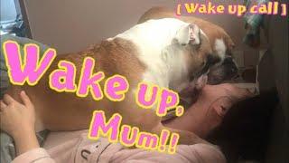 Bulldogs Morning Wake up Call, ブルドッグ