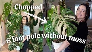 Chopping My HUGE Monstera Albo Pole!