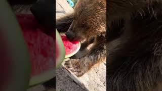 Bear ASMR