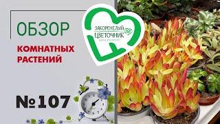 Обзор растений: стрептокарпусы, крассулы, антуриумы, фикусы, ванды, сансевиерии, стрелиции #107