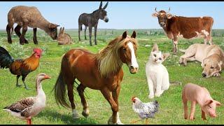 Colorful sounds of domestic farm animals: sheep, horse, cow, llama, chicken, pig, goose, cat, donkey