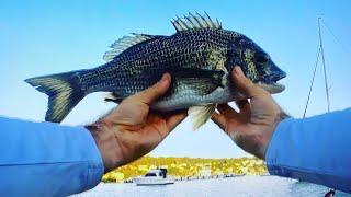 Big Bream Fishing Bust Off's with the River2Sea Baby Vibe 35