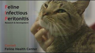 Cornell Feline Health Center FIP PSA - Feature