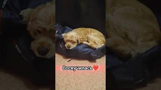 Соскучилась по нам #животные #популярное #собака #dog #puppy #shortsvideo