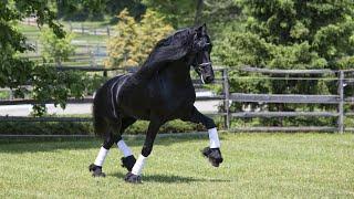 A Day in the Life of Tjalbert 460 at Iron Spring Farm - KFPS Friesian Dressage Stallion