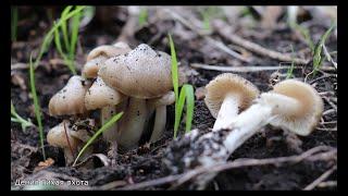 Энтолома садовая - думал вкусный гриб, но оказалось вкуснее | Entoloma clypeatum