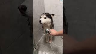 Effective Techniques for Giving Your Dog a Bath at Home  #funny