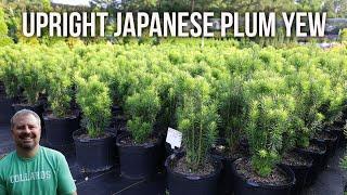 Upright Japanese Plum Yew - Cephalotaxus harringtonia 'Fastigiata'