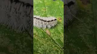 Poisonous White Hickory Tussock Moth Catipellier #popular #chainsaw #cuttingtrees #skills #chopping
