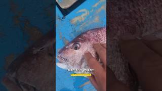 정확하게 서있어야 가격을 잘받는데 #남해 #어부 #바다 #경매 #활어 #자연산