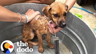 Puppy Living On A 2-Foot Chain Is An Adventure Dog Now | The Dodo