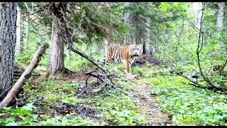 The largest cat in the world, the Siberian tiger