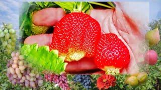 @Клубника Азия  Клубника крупная  Выращивание клубники