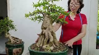 bonsai giá rẻ Zalo,0336875979