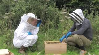 Bee Series - Moving Wild Bee Colonies