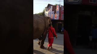 THAILAND'S ASIAN ELEPHANTS OF AYUTTHAYA