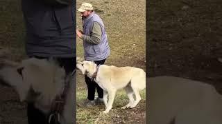 ÇOBAN VE KÖPEĞİ ARASINDAKİ MUTLULUK