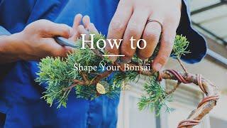 Bonsai for Beginners: Shaping and Wiring a Juniper bonsai || Wazakura Japan