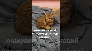 ніжний кіт #українськийблогер #youtube #влог #блогукраїнською #cat #kitten #котик #чемнийкіт