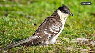 The Great spotted cuckoo - SafariLIVE Sunrise - 30 November 2024