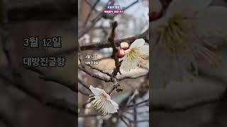 오늘의 영상 #봄 #매화 #매화꽃 #매실 #봄의왈츠 #여행