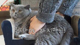 브리티쉬숏헤어(British Shorthair)를 키울때 하면 안되는 행동 3가지