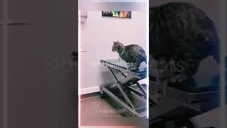  Funny cat videos | cute cats | Try not to laugh | Cat videos Compilation #shorts  