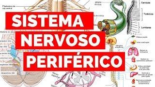 SISTEMA NERVOSO PERIFÉRICO | Estude Veterinário