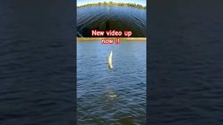 Musky gets some hang time after jumping! #shorts #fish #fishing #musky #nature #wildlife