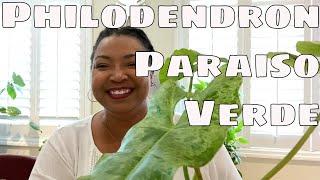 Philodendron Paraiso Verde Care Tips, Rare Tropical Houseplant How To