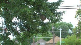 Hornet nest in Detroit neighborhood