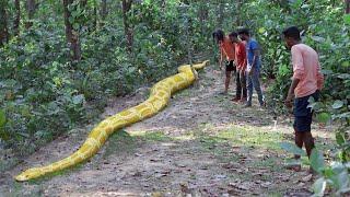 Anaconda Snake Attack Boys In Forest | An Anaconda Snake Attack Brief Story 2