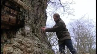 Camera / Editor / Reporter - Ancient oaks at Blenheim