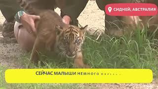 СУМАТРАНСКИЙ ТИГР