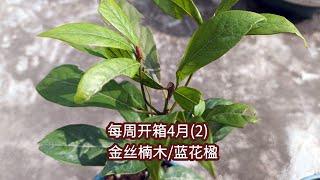 4月开箱2：金丝楠木、非洲茉莉、蓝花楹、红千层April Unboxing 2: Phoebe Zhennan, African Jasmine, Jacaranda, Bottlebrush