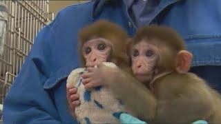 Controversy Builds Over Monkey Brain Experiments At UC Davis