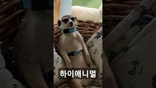 한일부부 동물카페 하이애니멀 #동물 #동물카페 #vlog #한일부부 #육아 #국제부부 #韓日夫婦 #체험 #먹이체험