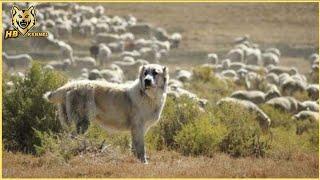 The Alabai: The Ancient Dog of the Silk Road