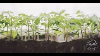 Tomato Transplants at Fruition Seeds