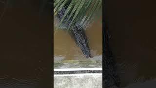 Monster crocodile