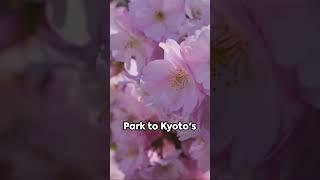 Serenity in Bloom: A Journey Through Japanese Cherry Blossom Gardens