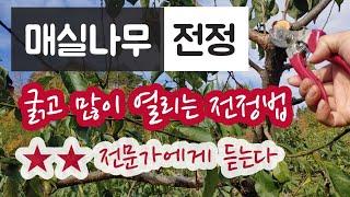 매실나무 전정 - 굵고 많이 열리게 하는 전정법 전문가에게 듣는다