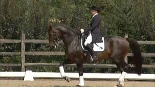 Florianus II, Dressage Stallion, Iron Spring Farm