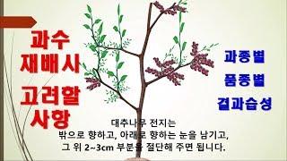 과수재배 기초 6편 - 전지시 고려할 사항