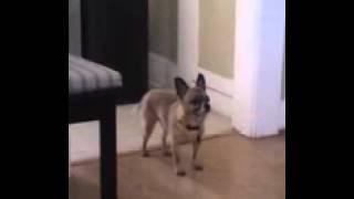 Betty the tap dancing Chihuahua